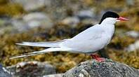 Sterne arctique