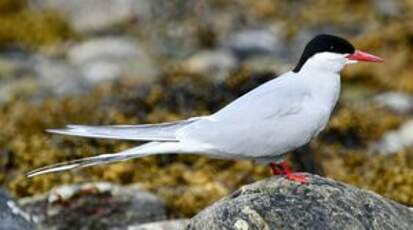 Sterne arctique