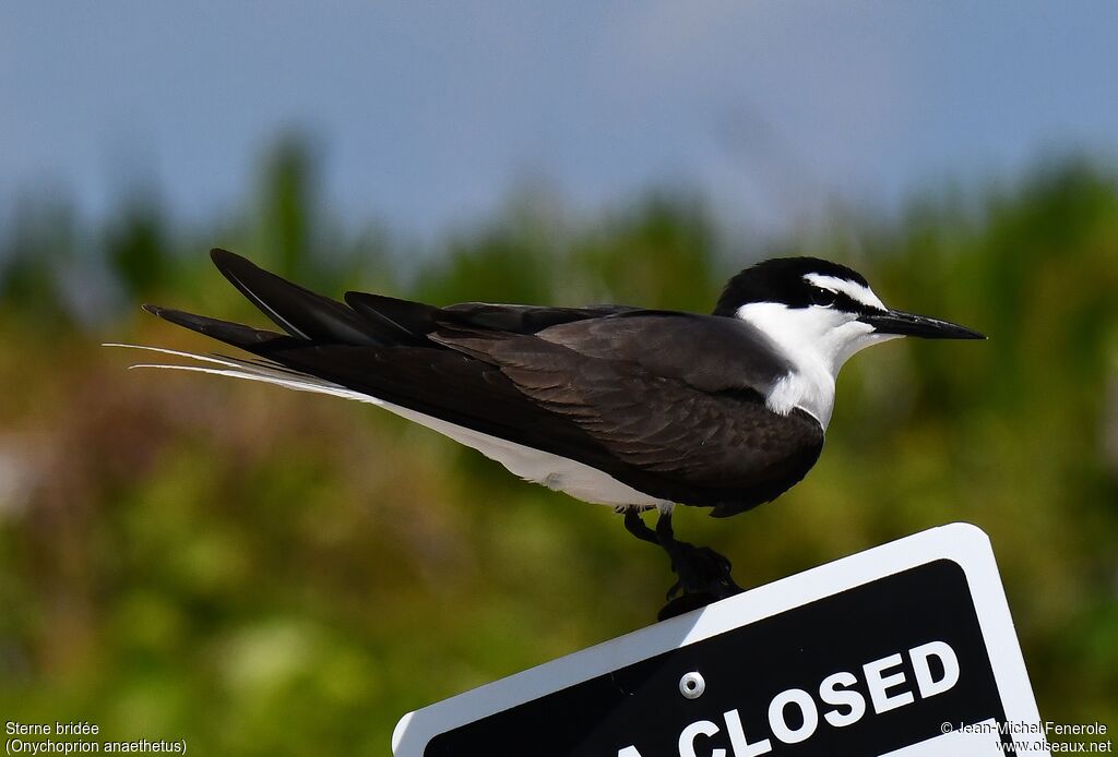 Bridled Tern