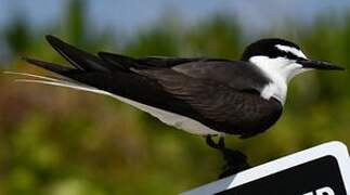 Bridled Tern