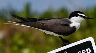 Bridled Tern