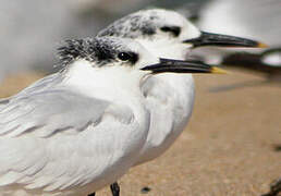 Sandwich Tern