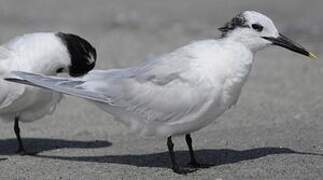 Sandwich Tern