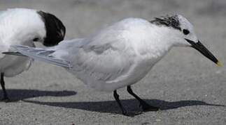 Sandwich Tern