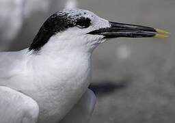 Sandwich Tern