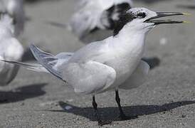 Sandwich Tern