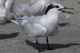 Sandwich Tern