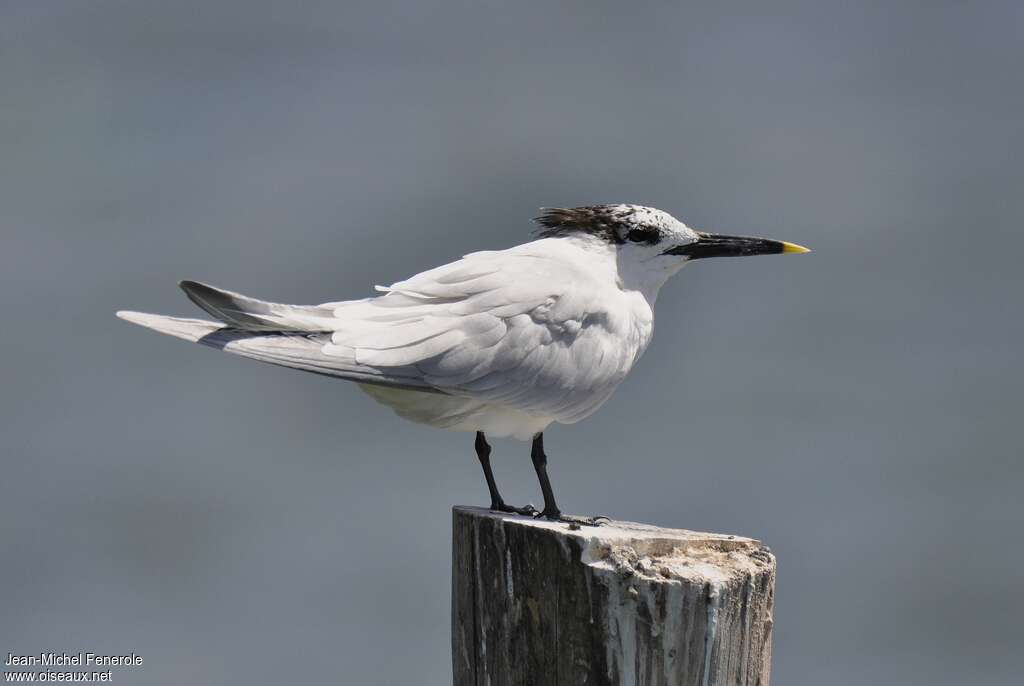 Cabot's Tern, identification