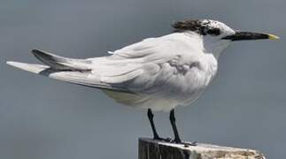 Cabot's Tern