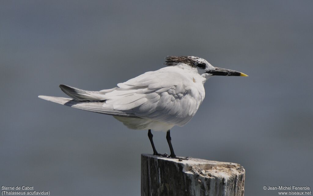 Cabot's Tern