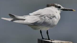 Cabot's Tern