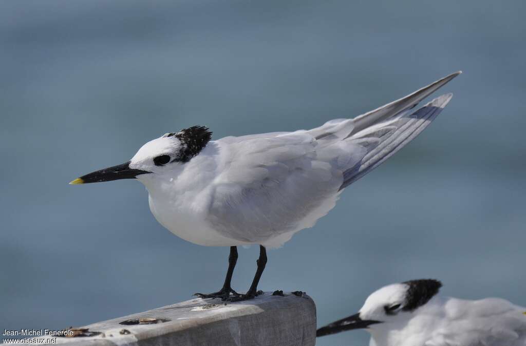 Cabot's Ternadult post breeding, identification