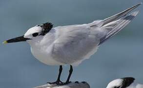 Cabot's Tern