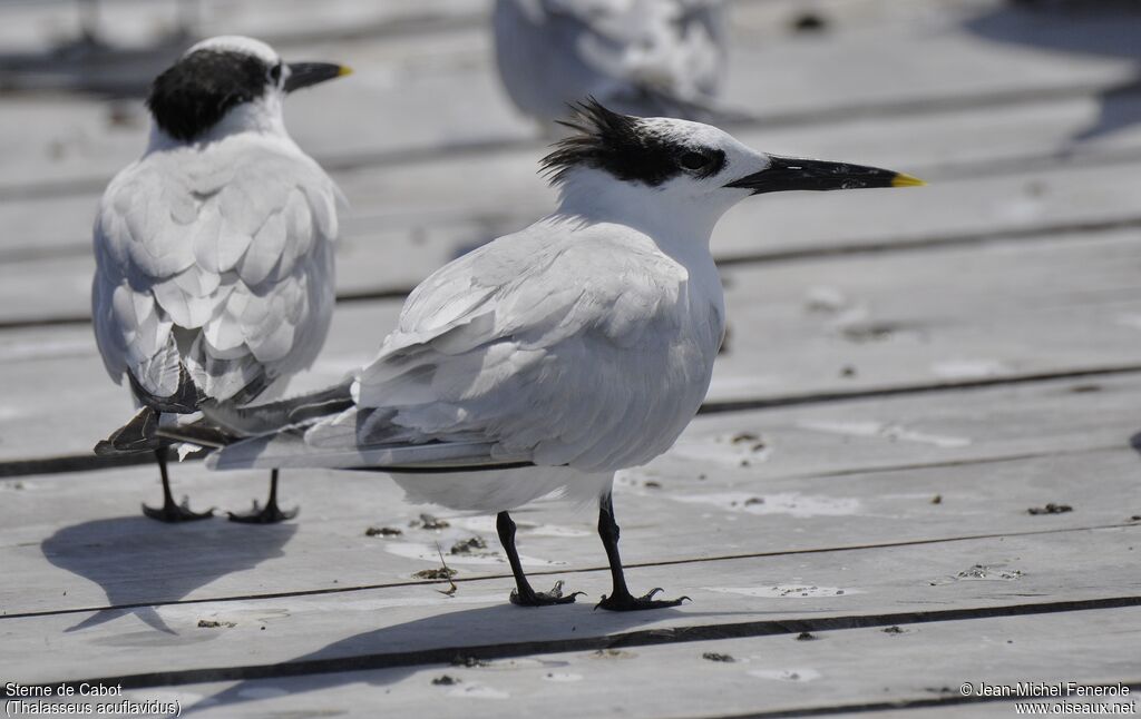 Cabot's Tern