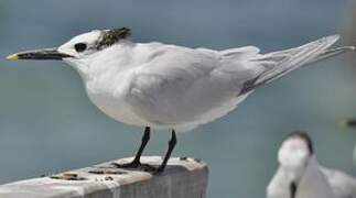 Cabot's Tern