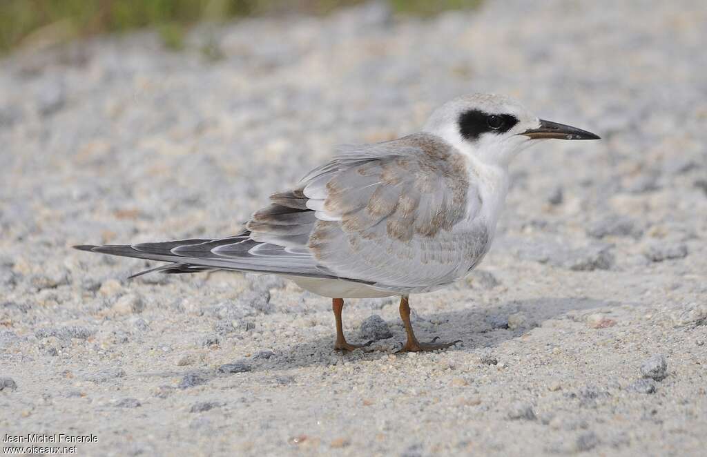 Forster's TernFirst year, identification