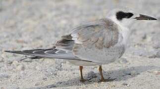 Forster's Tern