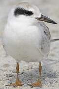 Forster's Tern