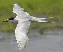 Forster's Tern