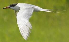 Forster's Tern