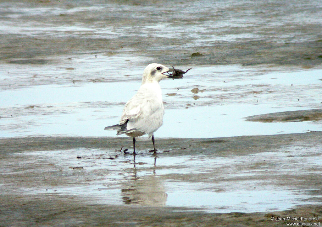 Gull-billed Tern