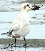 Gull-billed Tern