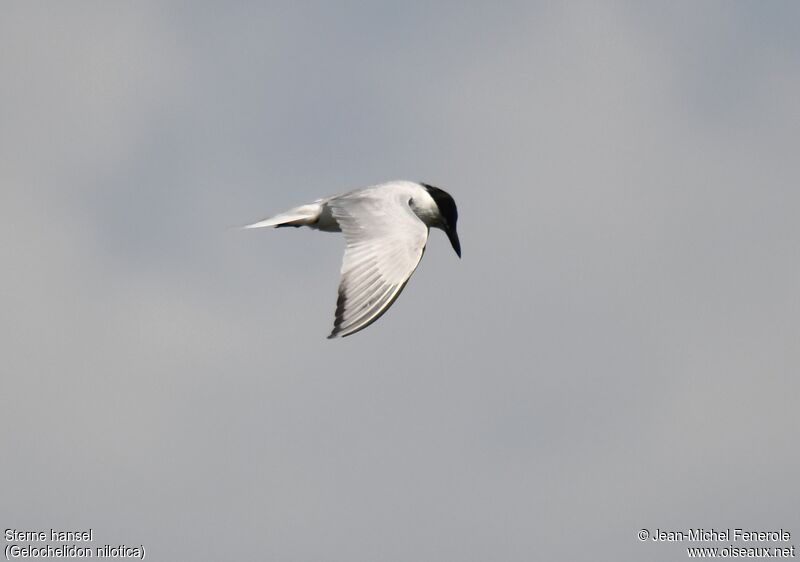 Gull-billed Tern