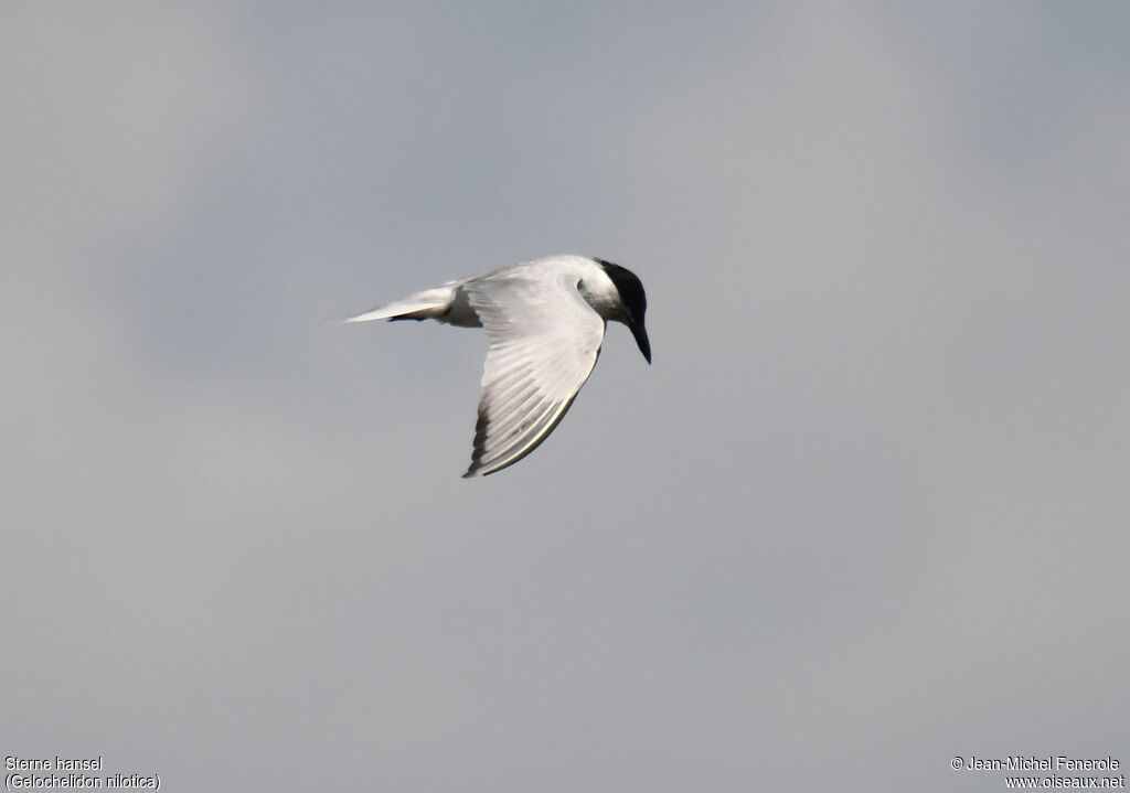 Gull-billed Tern