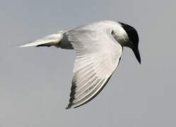 Gull-billed Tern