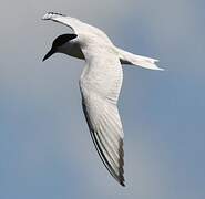 Gull-billed Tern