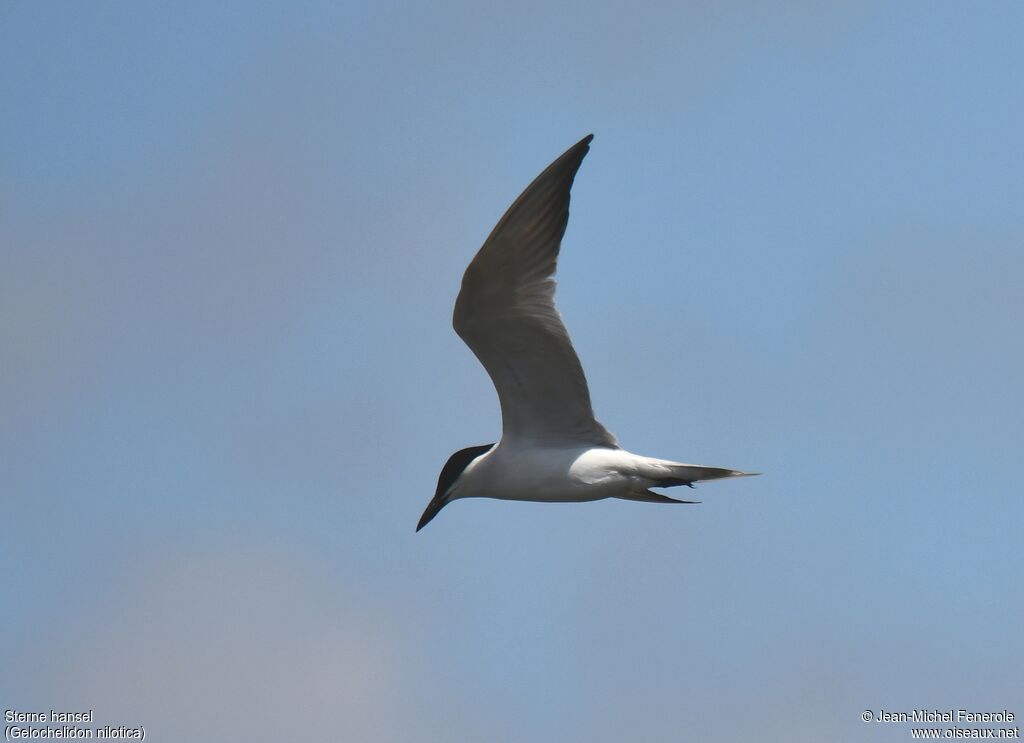 Gull-billed Tern