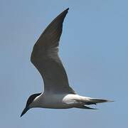 Gull-billed Tern