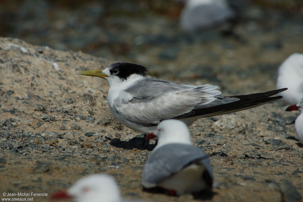 Greater Crested Tern