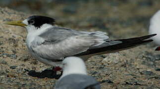 Greater Crested Tern