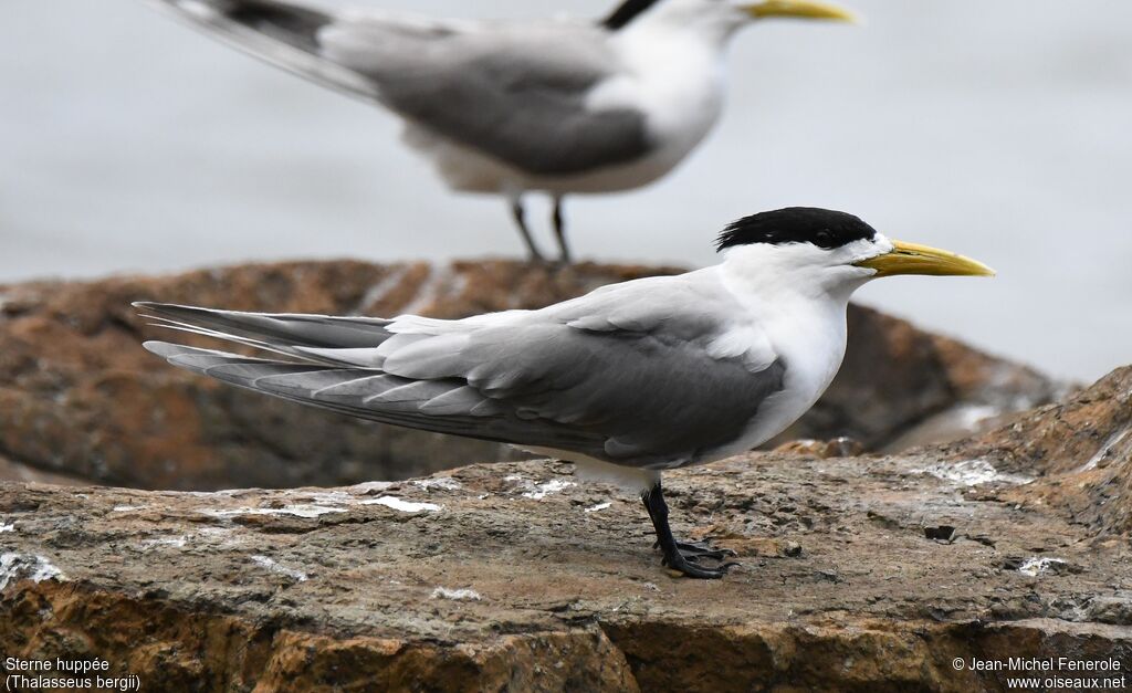 Greater Crested Tern