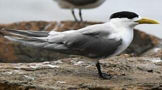 Greater Crested Tern