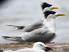 Greater Crested Tern