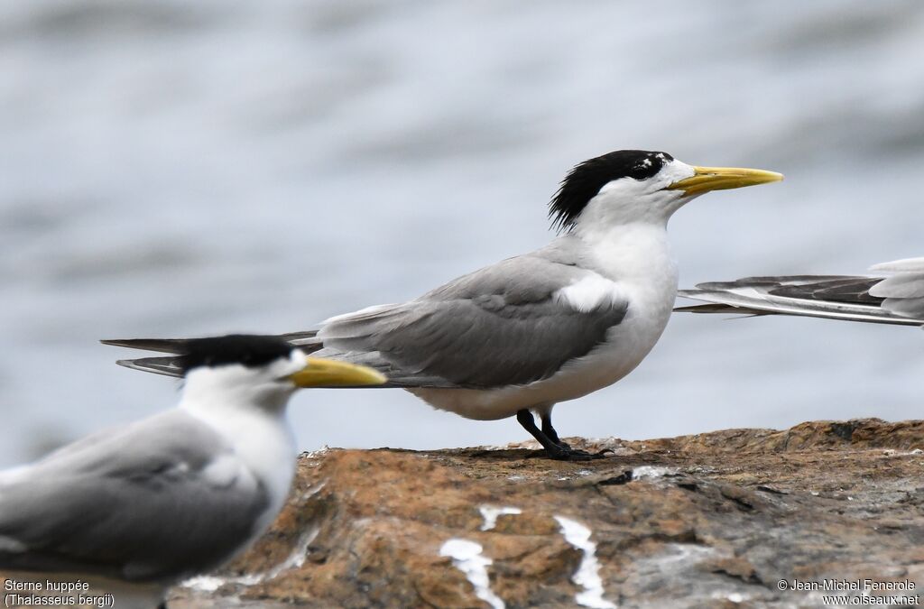 Greater Crested Tern