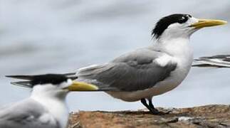 Greater Crested Tern