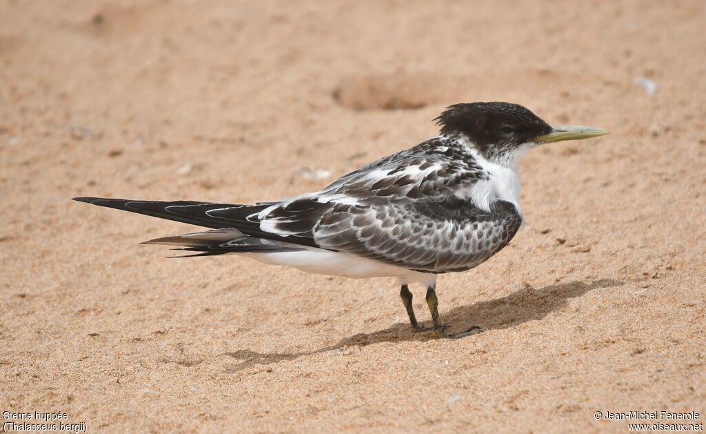 Greater Crested Tern