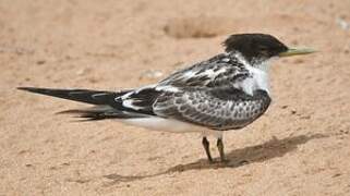 Greater Crested Tern