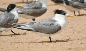 Greater Crested Tern