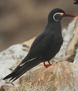 Inca Tern