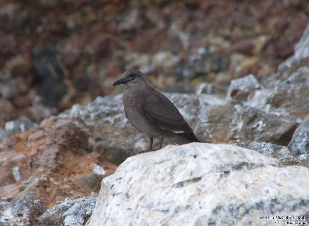 Inca Ternimmature