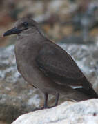 Inca Tern