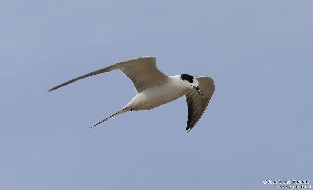 Common Tern