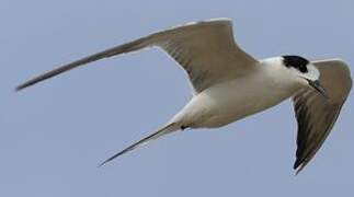 Common Tern