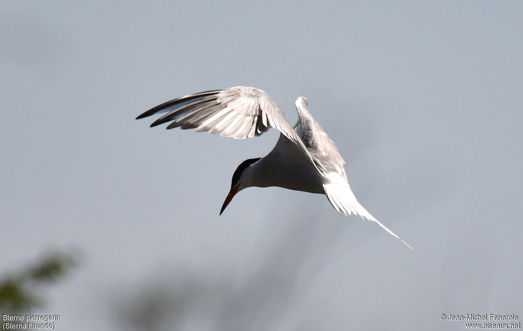 Common Tern