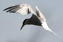 Common Tern