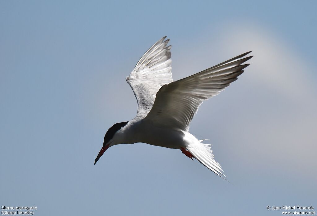 Common Tern